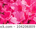 Satsuki azalea _ azalea _ azalea _ flower 104206809