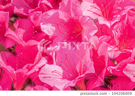 Satsuki azalea _ azalea _ azalea _ flower 104206809