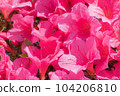 Satsuki azalea _ azalea _ azalea _ flower 104206810