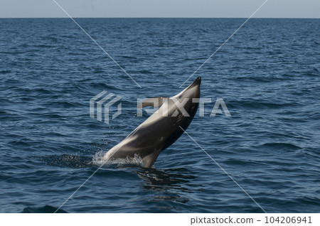 Dusky Dolphin jumping, Peninsula Valdes,Patagonia,Argentina 104206941
