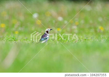 A familiar and beautiful little bird found in grasslands and parks in early summer 104207355