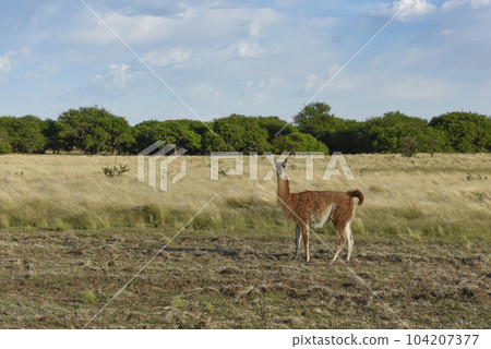Guanacos, La Pampa, Argentina 104207377