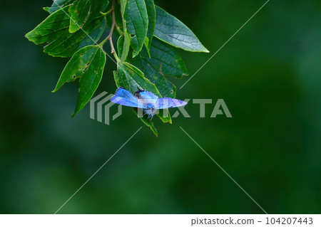 A beautiful bluish-green butterfly seen in parks and thickets in early summer A beautiful bluish-green butterfly seen in parks and thickets in early summer 104207443