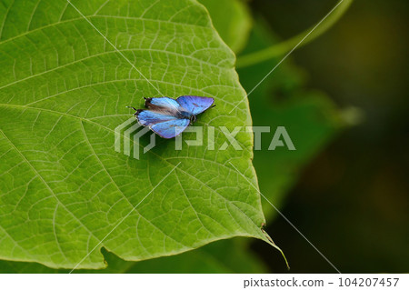 A beautiful bluish-green butterfly seen in parks and thickets in early summer 104207457