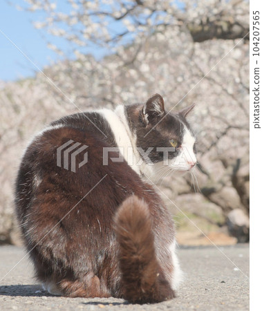 一隻流浪貓在梅園裡轉來轉去 104207565