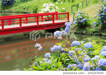 Kazahaya no Sato Hydrangea Garden in full bloom Kazahaya no Sato Hydrangea Garden in full bloom 104207644
