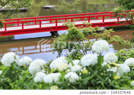 Kazahaya no Sato Hydrangea Garden in full bloom Kazahaya no Sato Hydrangea Garden in full bloom 104207646