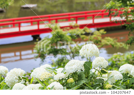 Kazahaya no Sato Hydrangea Garden in full bloom Kazahaya no Sato Hydrangea Garden in full bloom 104207647
