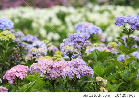 Kazahaya no Sato Hydrangea Garden in full bloom Kazahaya no Sato Hydrangea Garden in full bloom 104207665
