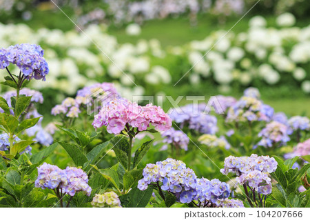 Kazahaya no Sato Hydrangea Garden in full bloom Kazahaya no Sato Hydrangea Garden in full bloom 104207666