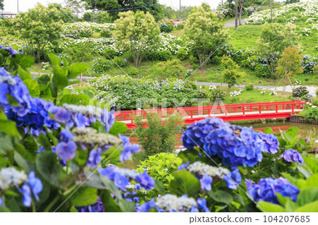 風早之裡繡球花園盛開 風早之裡繡球花園盛開 104207685