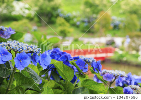 風早之裡繡球花園盛開 104207686