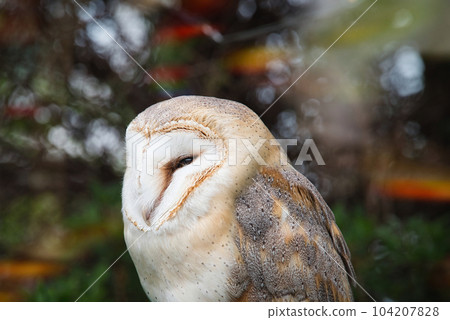 owl close up 104207828