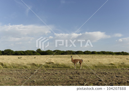 Guanacos, La Pampa, Argentina 104207888