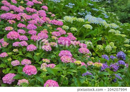 Hydrangea that fills the hill Hydrangea that fills the hill 104207994