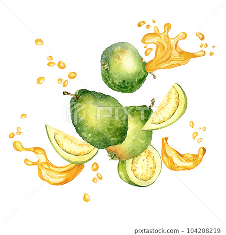 Whole guavas, slices and half with juice splash watercolor illustration isolated on white background. Tropical fruit, yellow spot, drop guajava hand drawn. Design for wrapping, packaging, label, menu Whole guavas, slices and half with juice splash watercolor illustration isolated on white background. Tropical fruit, yellow spot, drop guajava hand drawn. Design for wrapping, packaging, label, menu 104208219