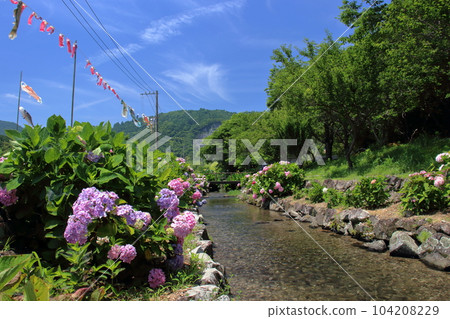 Kamogawa Shinsui Park Hydrangea Blooming Season (Tosa City, Kochi Prefecture) 104208229