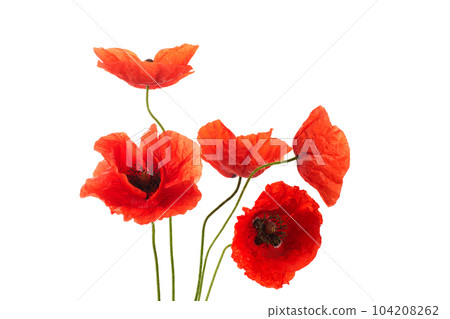 Wild red poppies isolated on white background. 104208262