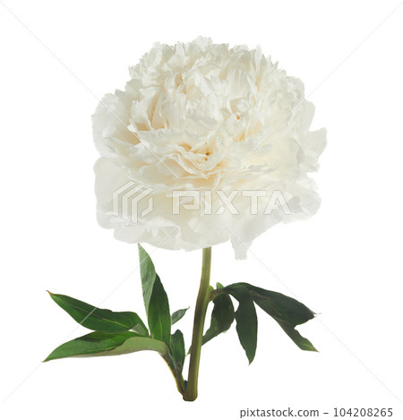 White peony flower isolated on white background 104208265