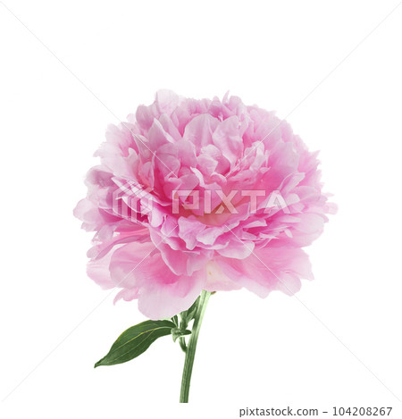 Pink peony flower isolated on white background Pink peony flower isolated on white background 104208267