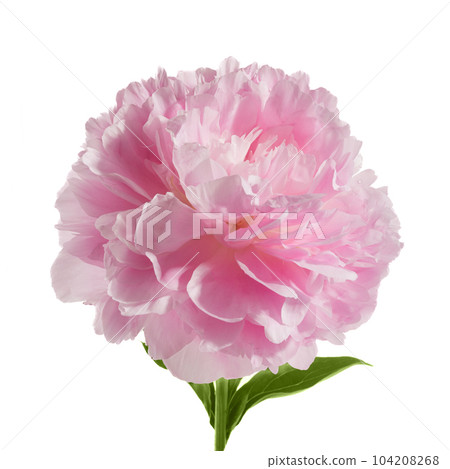 Pink peony flower isolated on white background 104208268
