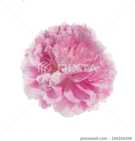 Pink peony flower isolated on white background 104208269