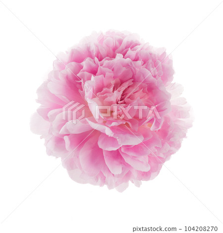 Pink peony flower isolated on white background Pink peony flower isolated on white background 104208270