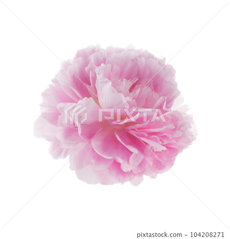 Pink peony flower isolated on white background 104208271