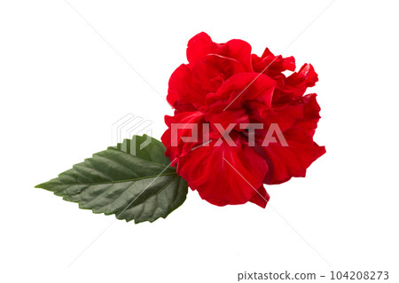 Hibiscus rosa sinensis.Chinese rose Red flower isolated on white background 104208273