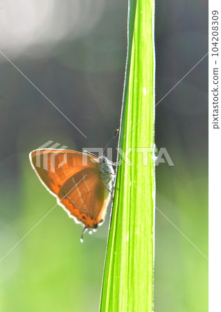 A beautiful orange butterfly red clam that can be seen in early summer in familiar environments such as satoyama and thickets A beautiful orange butterfly red clam that can be seen in early summer in familiar environments such as satoyama and thickets 104208309