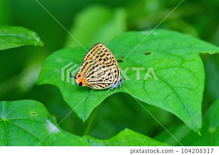 Uranamia akashijimi, a familiar and beautiful butterfly that can be seen in parks and thickets in early summer Uranamia akashijimi, a familiar and beautiful butterfly that can be seen in parks and thickets in early summer 104208317