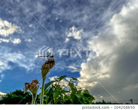 Withered Yuugao flowers, dragonflies, and the summer sky approaching dusk Withered Yuugao flowers, dragonflies, and the summer sky approaching dusk 104208650