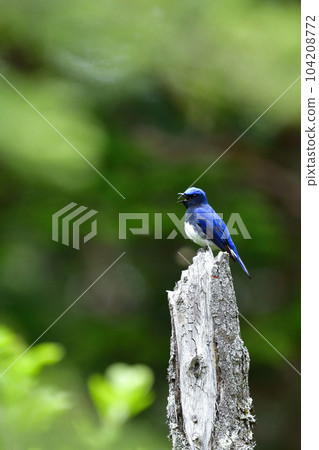 一種藍白相間的藍翅夏鳥，有著美麗的藍色羽毛，在初夏的高原森林中可以看到 104208772