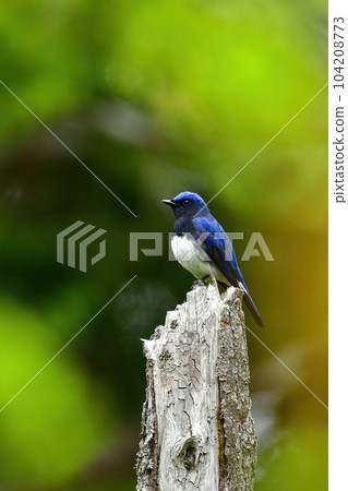一種藍白相間的藍翅夏鳥，有著美麗的藍色羽毛，在初夏的高原森林中可以看到 104208773