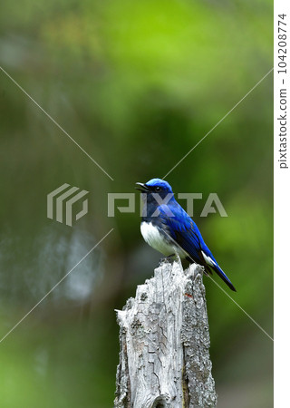 一種藍白相間的藍翅夏鳥,有著美麗的藍色羽毛,在初夏的高原森林中可以看到 一種藍白相間的藍翅夏鳥,有著美麗的藍色羽毛,在初夏的高原森林中可以看到 104208774