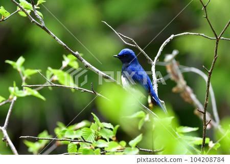一種藍白相間的藍翅夏鳥,有著美麗的藍色羽毛,在初夏的高原森林中可以看到 一種藍白相間的藍翅夏鳥,有著美麗的藍色羽毛,在初夏的高原森林中可以看到 104208784