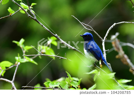 A blue-and-white blue-winged summer bird with beautiful blue feathers that can be seen in the highland forests of early summer A blue-and-white blue-winged summer bird with beautiful blue feathers that can be seen in the highland forests of early summer 104208785