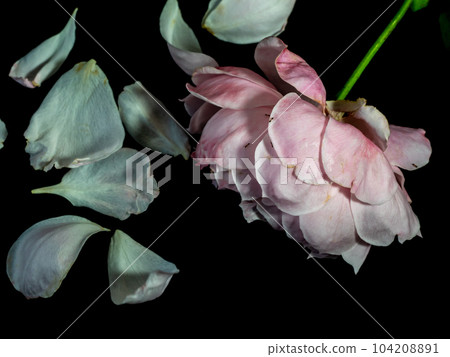 The wounded petals of a withering Plume rose The wounded petals of a withering Plume rose 104208891