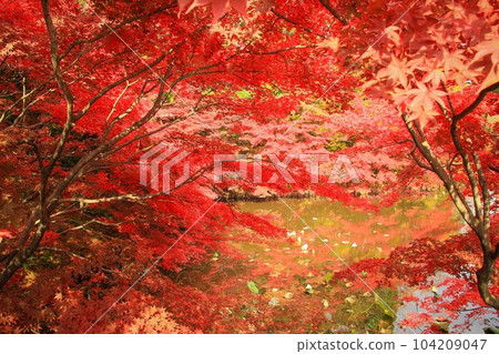 Autumn leaves Autumn leaves 104209047
