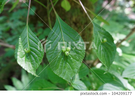 Hana Ikada 2 104209177