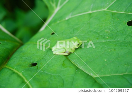 Schlegel's tree frog (diagonally from above) Schlegel's tree frog (diagonally from above) 104209337