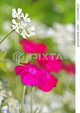 Red Narcissus and White Orleans White Lace 104209635