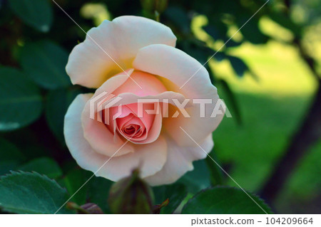 閃閃發光的玫瑰 104209664