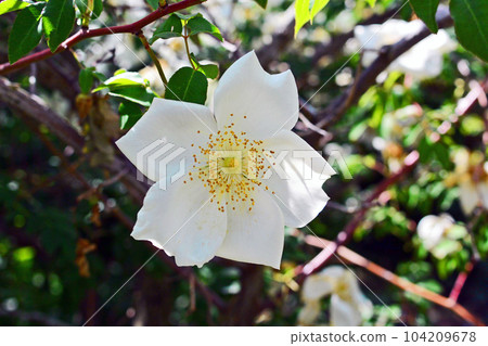 sparkling roses 104209678