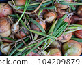 freshly picked onions 104209879