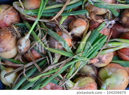 freshly picked onions 104209879