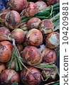 freshly picked onions 104209881