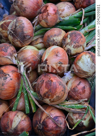 freshly picked onions 104209881