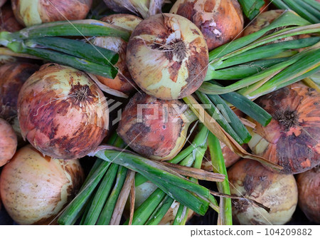 freshly picked onions 104209882