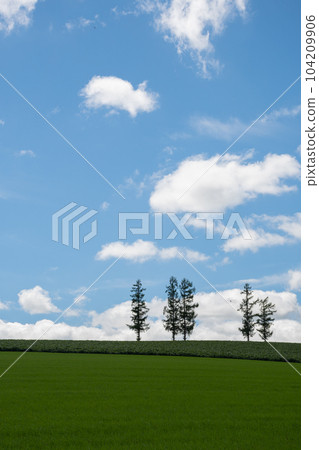 綠色的田野和藍天美瑛町 104209906